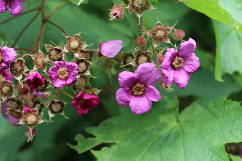 Purple-flowering Raspberry / Rubus odoratus Photo